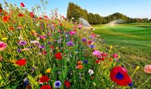 Reds, Pinks & Purples Brighten The Beautiful Chipping Sodbury Golf Club